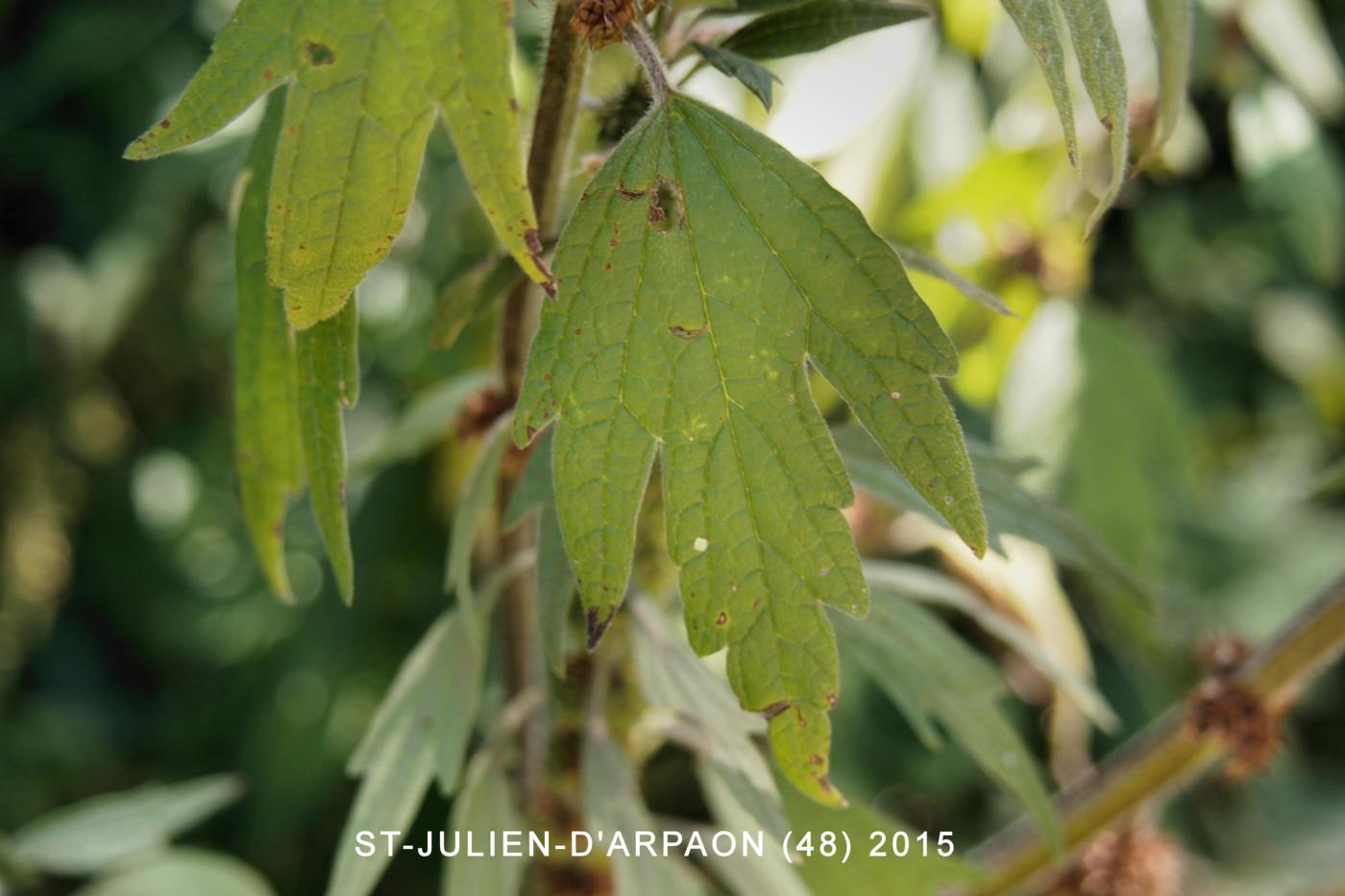 Motherwort leaf
